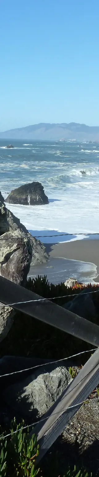 Beobachte Vögel in Bodega Bay